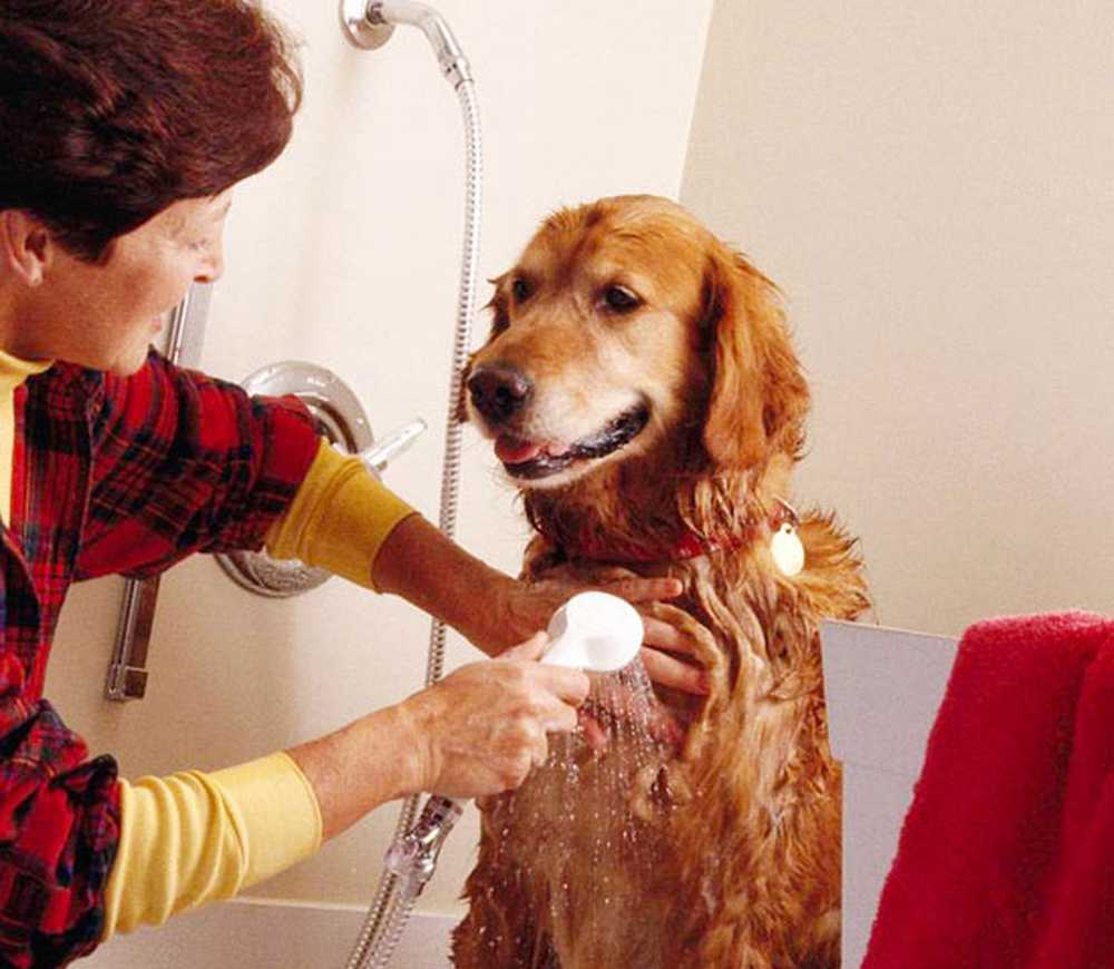 Гигиена собак. Dog Outdoor Wash Station. Girl is washing a Dog. Зубами по шерсти