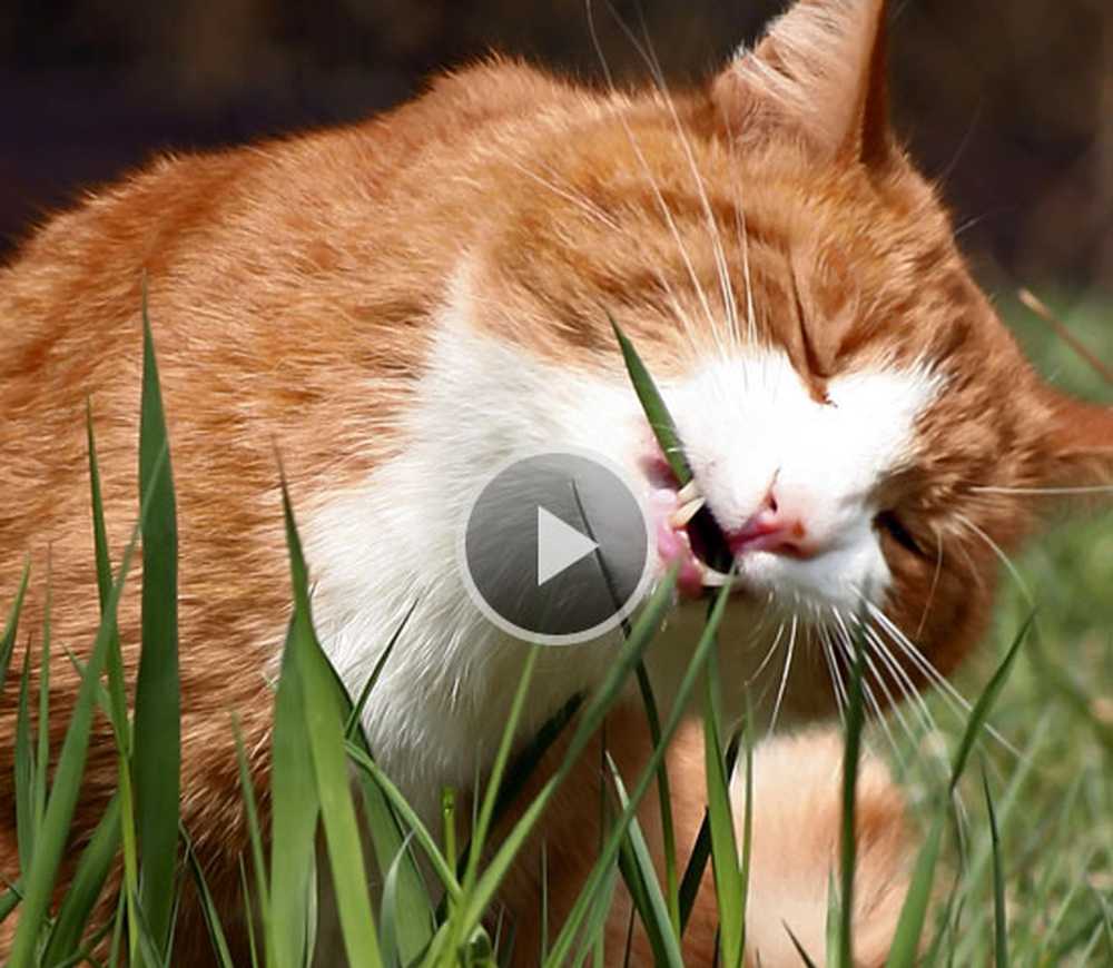 Кошка ест птицу. Рыжий кот ест траву. Кот жует траву. Кот ест траву. Кошка ест траву для кошек.