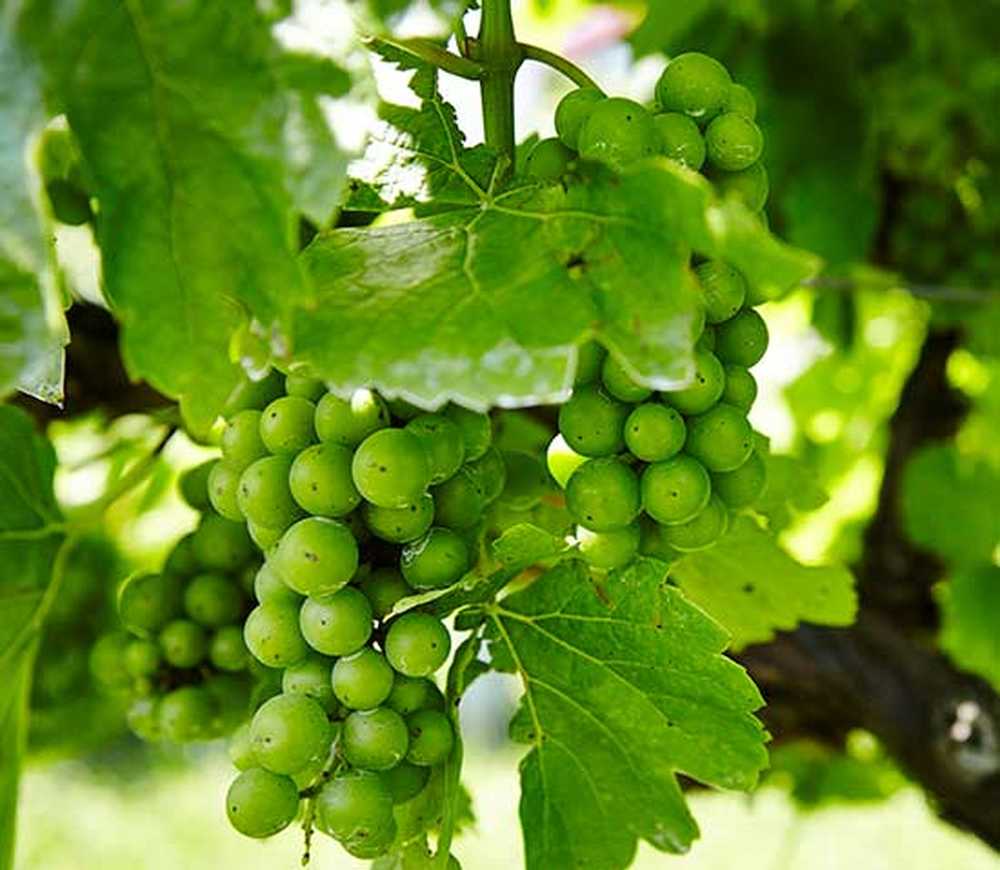 Можно кормящим виноград. Как выглядит лоза. Вызревшая лоза винограда фото. Grape growing. Grapes in your own Backyard.